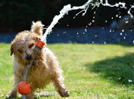 Animali da compagnia, estate: attenzione al caldo Animali da compagnia, estate: attenzione al caldo