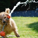 Animali da compagnia, estate: attenzione al caldo Animali da compagnia, estate: attenzione al caldo