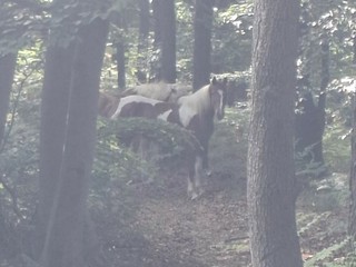 Cavalli avvistati in Burcina: di chi sono?