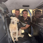 Dal Nord Ovest - Anziano cane pastore si allontana dai padroni: salvato dai poliziotti