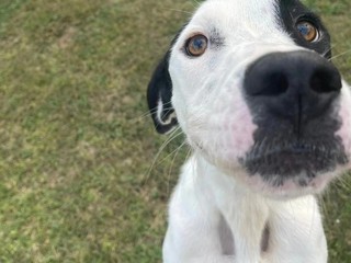 Appello del cuore: aiutiamo Conan? Soffre troppo in un box, non ce la fa