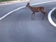 Spunta un capriolo sulla strada, l’auto non riesce a evitarlo (foto di repertorio) Spunta un capriolo sulla strada, l’auto non riesce a evitarlo (foto di repertorio)