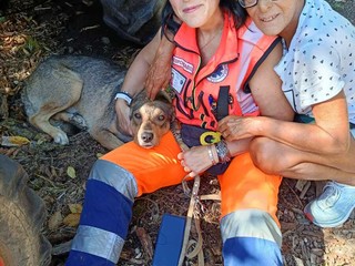 Mosso, messo in salvo il cane che da settimane vagava tra le frazioni Mosso, messo in salvo il cane che da settimane vagava tra le frazioni
