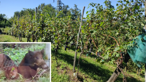 Uva scomparsa dai vigneti biellesi: furto o cinghiali? Viticoltori in allerta Uva scomparsa dai vigneti biellesi: furto o cinghiali? Viticoltori in allerta