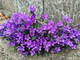 Campanula portenschlagiana. Nome italiano: campanula dei muri, campanula dalmata. Nome sardo: campanedda, fiore a campanedda. Nome spagnolo: campanilla de Dalmacia (immagine A. Pusceddu)