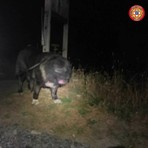 Dal Nord Ovest - Troppo stanco per camminare: cane di 50 chili tratto in salvo a Balme