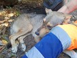Mosso, messo in salvo il cane che da settimane vagava tra le frazioni Mosso, messo in salvo il cane che da settimane vagava tra le frazioni