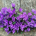 Campanula portenschlagiana. Nome italiano: campanula dei muri, campanula dalmata. Nome sardo: campanedda, fiore a campanedda. Nome spagnolo: campanilla de Dalmacia (immagine A. Pusceddu) Campanula portenschlagiana. Nome italiano: campanula dei muri, campanula dalmata. Nome sardo: campanedda, fiore a campanedda. Nome spagnolo: campanilla de Dalmacia (immagine A. Pusceddu)