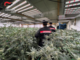Coltivava marijuana in casa: blitz delle Squadre Mobili di Biella e Novara - Foto di repertorio Coltivava marijuana in casa: blitz delle Squadre Mobili di Biella e Novara - Foto di repertorio