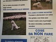 Quaregna Cerreto, pastore maremmano allontana escursionista. Il sindaco: "Prestate attenzione ai cartelli"