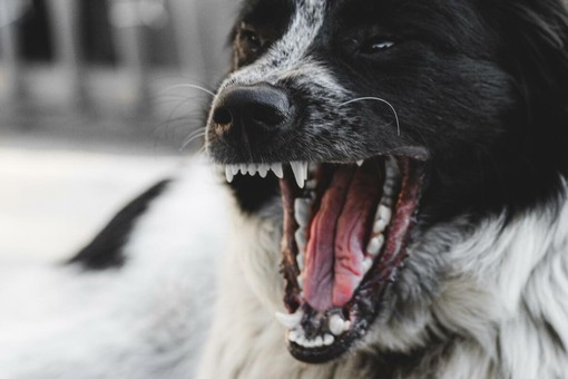 Sandigliano, assalito da 2 cani mentre passeggia con il suo Sandigliano, assalito da 2 cani mentre passeggia con il suo