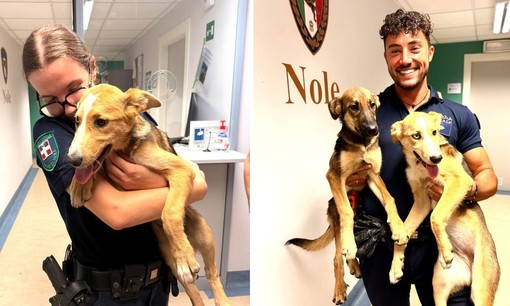 Dal Nord Ovest - Intrappolati sotto una grata, due cani salvati