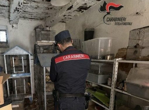 Dal Nord Ovest - Vendeva animali esotici sul web, sequestrati 27 esemplari