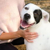 Appello del cuore: aiutiamo Conan? Soffre troppo in un box, non ce la fa Appello del cuore: aiutiamo Conan? Soffre troppo in un box, non ce la fa