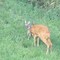 Il miracolo nei boschi a Casapinta, la bellissima favola a lieto fine di un cucciolo di capriolo FOTO