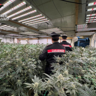 Coltivava marijuana in casa: blitz delle Squadre Mobili di Biella e Novara - Foto di repertorio