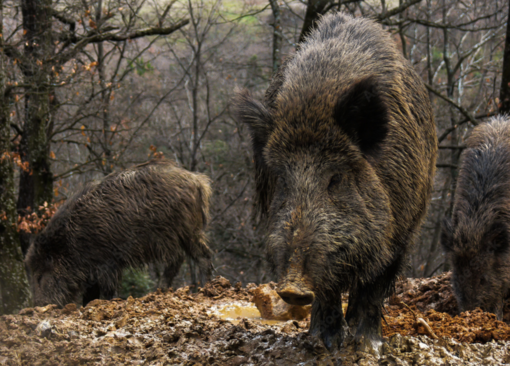 Caccia e peste suina, Bongioanni: "Prolungato di un mese il calendario per il cinghiale"