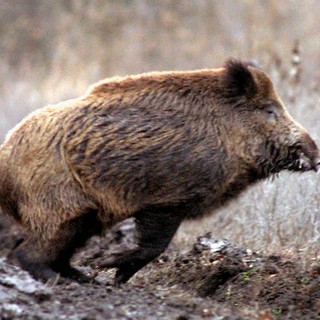 Controllo specie di cinghiale, un corso per l'abilitazione di volontari