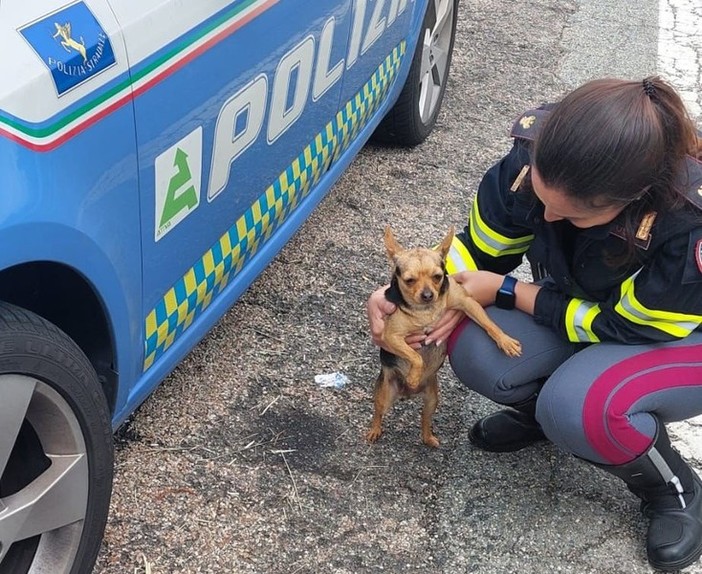 La Polizia Stradale salva un cagnolino che vagava sulla corsia di emergenza della tangenziale Nord