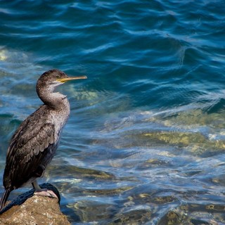 Viverone assediato dai cormorani, il sindaco Carisio: &quot;Danni importanti all'ecosistema del lago&quot;, foto Pixabay
