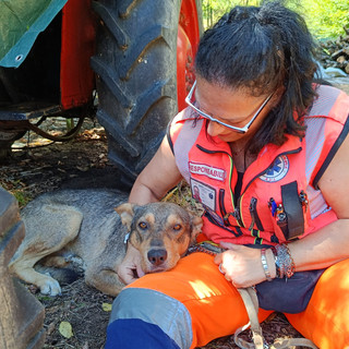 Mosso, messo in salvo il cane che da settimane vagava tra le frazioni