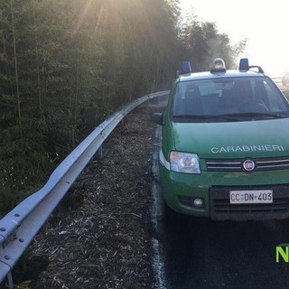 Cerrione, cane entra in una proprietà e uccide un altro esemplare (foto di repertorio)