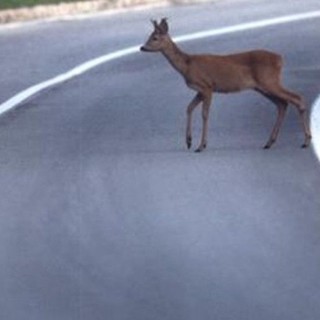Spunta un capriolo sulla strada, l’auto non riesce a evitarlo (foto di repertorio)