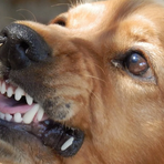 Massazza, cane aggredisce due cagnolini e morde una donna