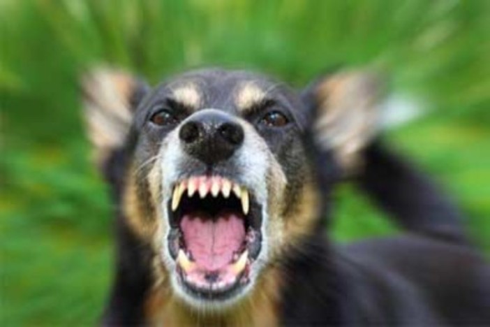 Biella: Cane azzannato, scoppia la lite tra proprietari