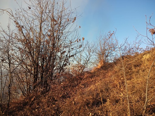Incendio di bosco a Curino