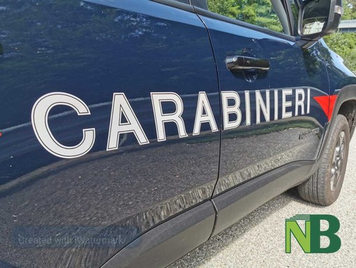 Animali selvatici sbucano all’improvviso sulla strada, incidenti a Strona e Muzzano (foto di repertorio)