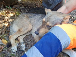 Mosso, messo in salvo il cane che da settimane vagava tra le frazioni Mosso, messo in salvo il cane che da settimane vagava tra le frazioni