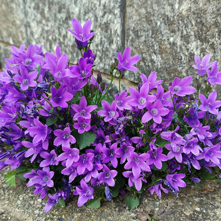 Campanula portenschlagiana. Nome italiano: campanula dei muri, campanula dalmata. Nome sardo: campanedda, fiore a campanedda. Nome spagnolo: campanilla de Dalmacia (immagine A. Pusceddu)