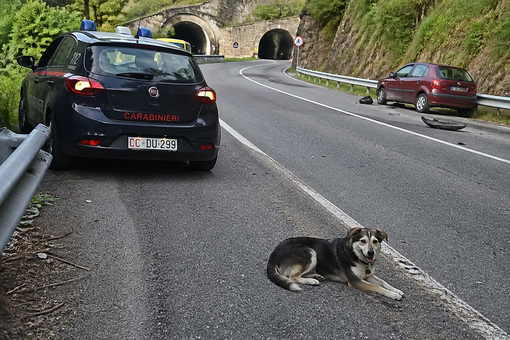 Incidente stradale a Valle San Nicolao: c'era un cane sulla carreggiata - Immagine generata dall'IA