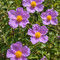Cistus incanus. Nome italiano: cisto rosso. Nome sardo: mudeju, murdegu arrubiu o mudeju ruju. Nome spagnolo: jara, estepa. Cistus incanus. Nome italiano: cisto rosso. Nome sardo: mudeju, murdegu arrubiu o mudeju ruju. Nome spagnolo: jara, estepa.