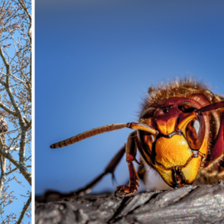 Calabrone asiatico, l'appello agli apicoltori: “Nel Biellese rafforziamo il monitoraggio”