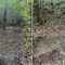 Filo teso tra due alberi nei boschi di Zubiena, ferito consigliere comunale sul quad: “Poteva finire in tragedia”