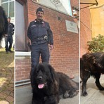 Accompagna i pellegrini di Oropa, poi viene recuperato dai Forestali: ora il “Gigante Buono” cerca casa