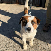 Trovato un cane al Parco Burcina, a chi appartiene? Trovato un cane al Parco Burcina, a chi appartiene?