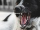 Sandigliano, assalito da 2 cani mentre passeggia con il suo Sandigliano, assalito da 2 cani mentre passeggia con il suo