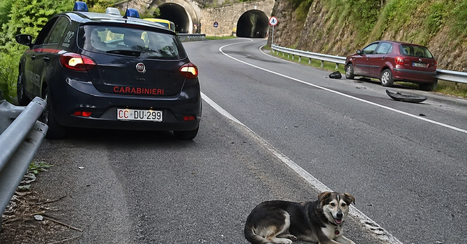Incidente stradale a Valle San Nicolao: c'era un cane sulla carreggiata - Immagine generata dall'IA