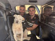 Dal Nord Ovest - Anziano cane pastore si allontana dai padroni: salvato dai poliziotti Dal Nord Ovest - Anziano cane pastore si allontana dai padroni: salvato dai poliziotti