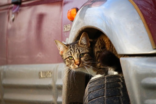Teme furto per il suo gatto, ritrovato con il GPS nel vano motore di un’auto