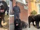 Accompagna i pellegrini di Oropa, poi viene recuperato dai Forestali: ora il “Gigante Buono” cerca casa