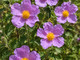Cistus incanus. Nome italiano: cisto rosso. Nome sardo: mudeju, murdegu arrubiu o mudeju ruju. Nome spagnolo: jara, estepa. Cistus incanus. Nome italiano: cisto rosso. Nome sardo: mudeju, murdegu arrubiu o mudeju ruju. Nome spagnolo: jara, estepa.