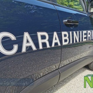 Animali selvatici sbucano all’improvviso sulla strada, incidenti a Strona e Muzzano (foto di repertorio)