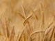 Coldiretti Vercelli-Biella: 25 milioni di tonnellate di cereali bloccati da invasione russa, Pixabay foto