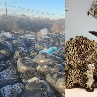 Controlli e denunce a tutela dell'ambiente, il bilancio del 2025 dei Carabinieri Forestale