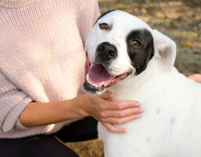 Appello del cuore: aiutiamo Conan? Soffre troppo in un box, non ce la fa