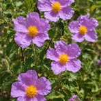 Cistus incanus. Nome italiano: cisto rosso. Nome sardo: mudeju, murdegu arrubiu o mudeju ruju. Nome spagnolo: jara, estepa. Cistus incanus. Nome italiano: cisto rosso. Nome sardo: mudeju, murdegu arrubiu o mudeju ruju. Nome spagnolo: jara, estepa.